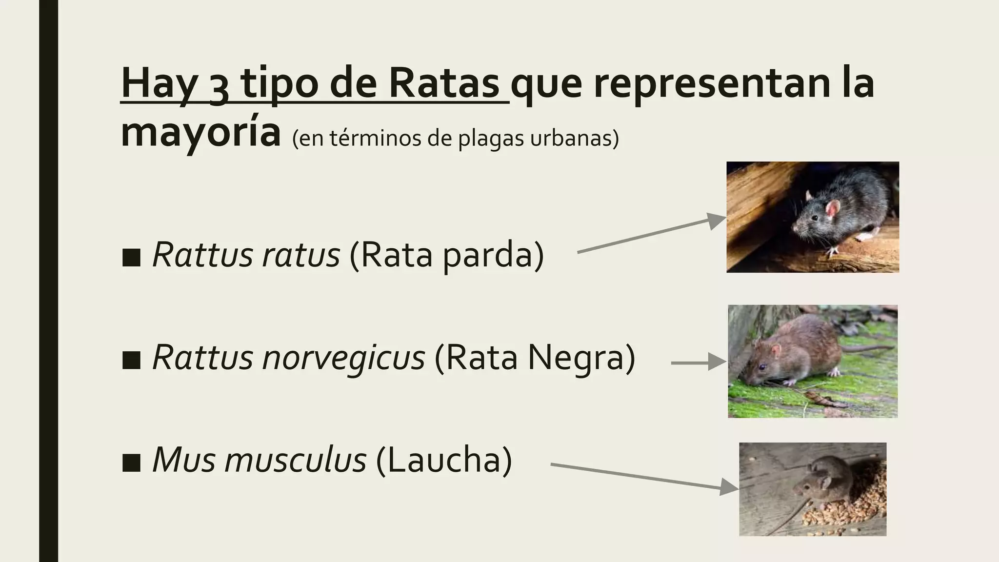Como saber si tenes ratones | PPTX