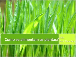 Como se alimentam as plantas? CN6  Prof. Tânia Reis 