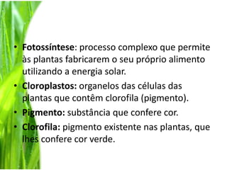 Fotossíntese: processo complexo que permite às plantas fabricarem o seu próprio alimento utilizando a energia solar.Cloroplastos: organelos das células das plantas que contêm clorofila (pigmento).Pigmento: substância que confere cor.Clorofila: pigmento existente nas plantas, que lhes confere cor verde. 