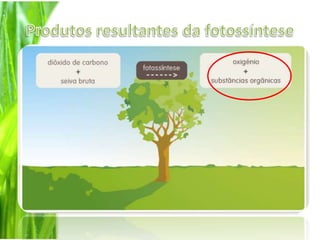Produtos resultantes da fotossíntese