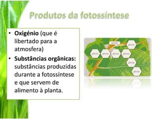 Produtos da fotossínteseOxigénio (que é libertado para a atmosfera)Substâncias orgânicas: substâncias produzidas durante a fotossíntese e que servem de alimento à planta.