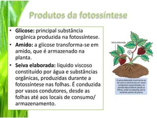 Glicose: principal substância orgânica produzida na fotossíntese.Amido: a glicose transforma-se em amido, que é armazenado na planta.Seiva elaborada: liquido viscoso constituído por água e substâncias orgânicas, produzidas durante a fotossíntese nas folhas. É conduzida por vasos condutores, desde as folhas até aos locais de consumo/ armazenamento.Produtos da fotossíntese