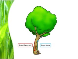 Seiva ElaboradaSeiva Bruta