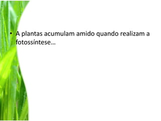 A plantas acumulam amido quando realizam a fotossíntese…