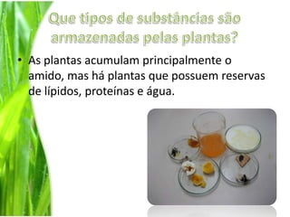 Que tipos de substâncias são armazenadas pelas plantas? As plantas acumulam principalmente o amido, mas há plantas que possuem reservas de lípidos, proteínas e água. 