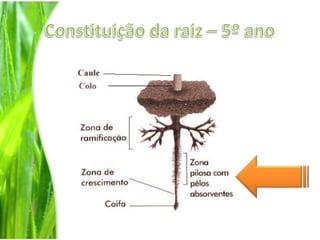 Constituição da raiz – 5º ano
