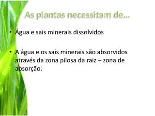 As plantas necessitam de…Água e sais minerais dissolvidosA água e os sais minerais são absorvidos através da zona pilosa da raiz – zona de absorção.