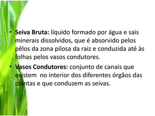 Seiva Bruta: líquido formado por água e sais minerais dissolvidos, que é absorvido pelos pêlos da zona pilosa da raiz e conduzida até às folhas pelos vasos condutores.Vasos Condutores: conjunto de canais que existem  no interior dos diferentes órgãos das plantas e que conduzem as seivas.