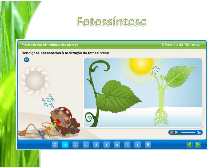 Como Se Alimentam As Plantas