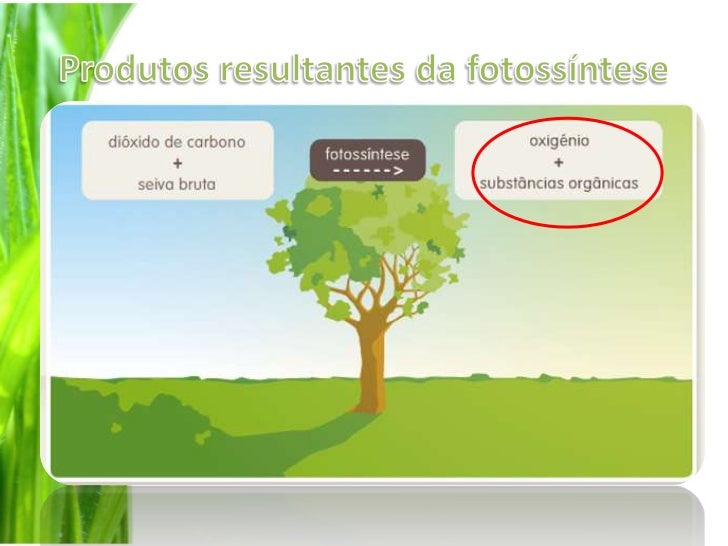 Como Se Alimentam As Plantas
