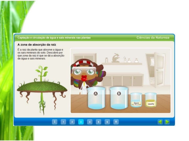 Como Se Alimentam As Plantas