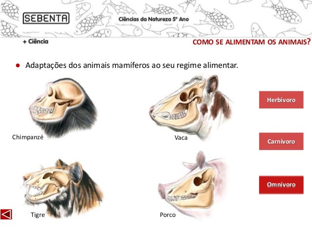 Como se alimentam os animais