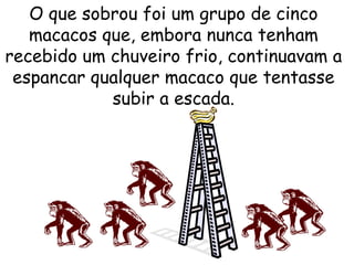 O que sobrou foi um grupo de cinco macacos que, embora nunca tenham recebido um chuveiro frio, continuavam a espancar qualquer macaco que tentasse subir a escada. 
