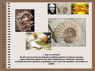 Como se forma un fosil