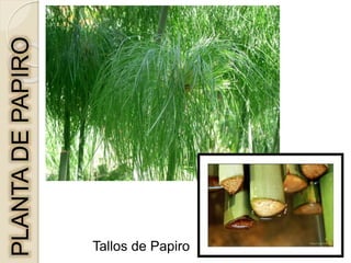PLANTA
DE
PAPIRO
Tallos de Papiro
 
