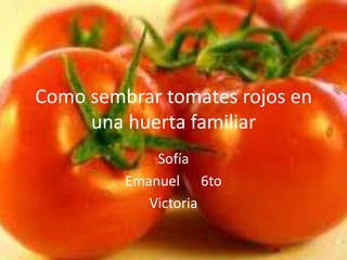 Como sembrar tomates rojos en
     una huerta familiar
             Sofía
         Emanuel 6to
            Victoria
 