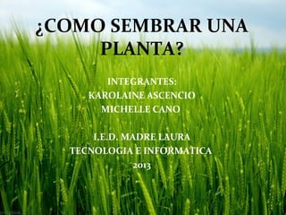 ¿COMO SEMBRAR UNA
     PLANTA?
        INTEGRANTES:
     KAROLAINE ASCENCIO
       MICHELLE CANO

      I.E.D. MADRE LAURA
  TECNOLOGIA E INFORMATICA
               2013
 