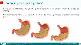 1.2 Funcionamento da digestão nos animais Ciências Naturais | 6.° ano
O suco gástrico é libertado pelas glândulas gástricas localizadas no revestimento interno das paredes do
estômago.
A massa alimentar semilíquida que resulta das transformações físicas e químicas do bolo alimentar chama-se
quimo.
Como se processa a digestão?
 