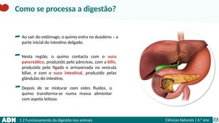1.2 Funcionamento da digestão nos animais Ciências Naturais | 6.° ano
Como se processa a digestão?
Ao sair do estômago, o quimo entra no duodeno – a
parte inicial do intestino delgado.
Nesta região, o quimo contacta com o suco
pancreático, produzido pelo pâncreas, com a bílis,
produzida pelo fígado e armazenada na vesícula
biliar, e com o suco intestinal, produzido pelas
glândulas do intestino.
Depois de se misturar com estes fluidos, o
quimo transforma-se numa massa alimentar
com aspeto leitoso.
 