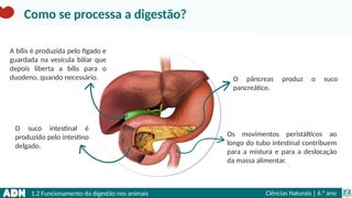 1.2 Funcionamento da digestão nos animais Ciências Naturais | 6.° ano
O pâncreas produz o suco
pancreático.
O suco intestinal é
produzido pelo intestino
delgado.
A bílis é produzida pelo fígado e
guardada na vesícula biliar que
depois liberta a bílis para o
duodeno, quando necessário.
Os movimentos peristálticos ao
longo do tubo intestinal contribuem
para a mistura e para a deslocação
da massa alimentar.
Como se processa a digestão?
 