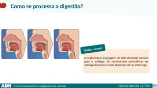 1.2 Funcionamento da digestão nos animais Ciências Naturais | 6.° ano
A deglutição é a passagem do bolo alimentar da boca
para o esófago. Os movimentos peristálticos no
esófago deslocam o bolo alimentar até ao estômago.
Ideias - chave
Como se processa a digestão?
 