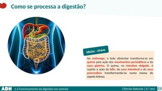 1.2 Funcionamento da digestão nos animais Ciências Naturais | 6.° ano
No estômago, o bolo alimentar transforma-se em
quimo pela ação dos movimentos peristálticos e do
suco gástrico. O quimo, no intestino delgado, é
sujeito à ação da bílis, do suco intestinal e do suco
pancreático transformando-se numa massa de
aspeto leitoso.
Ideias - chave
Como se processa a digestão?
 