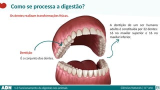 1.2 Funcionamento da digestão nos animais Ciências Naturais | 6.° ano
Dentição
A dentição de um ser humano
adulto é constituída por 32 dentes:
16 no maxilar superior e 16 no
maxilar inferior.
É o conjunto dos dentes.
Como se processa a digestão?
Os dentes realizam transformações físicas.
 