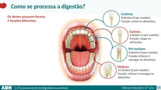 1.2 Funcionamento da digestão nos animais Ciências Naturais | 6.° ano
Os dentes possuem formas
e funções diferentes.
Como se processa a digestão?
Incisivos
8 dentes (4 por maxilar).
Função: cortar os alimentos.
Pré-molares
8 dentes (4 por maxilar).
Função: triturar e
esmagar os alimentos.
Caninos
4 dentes (2 por maxilar).
Função: rasgar os
alimentos.
Molares
12 dentes (6 por maxilar).
Função: triturar e esmagar os
alimentos.
 