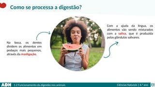 1.2 Funcionamento da digestão nos animais Ciências Naturais | 6.° ano
Com a ajuda da língua, os
alimentos vão sendo misturados
com a saliva, que é produzida
pelas glândulas salivares.
Na boca, os dentes
dividem os alimentos em
pedaços mais pequenos,
através da mastigação.
Como se processa a digestão?
 