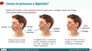 1.2 Funcionamento da digestão nos animais Ciências Naturais | 6.° ano
Como se processa a digestão?
Depois de formado, o bolo alimentar passa da boca para o esófago, através da faringe,
num processo denominado deglutição.
A língua empurra o bolo
alimentar para a faringe.
A epiglote cobre a entrada da
laringe, impedindo a passagem
do bolo alimentar para o
sistema respiratório.
O bolo alimentar entra no
esófago e é movimentado
em direção ao estômago.
Faringe
Dentes
Bolo
alimentar
Laringe
Epiglote
Bolo
alimentar
Esófago
 