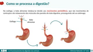 1.2 Funcionamento da digestão nos animais Ciências Naturais | 6.° ano
No esófago, o bolo alimentar desloca-se devido aos movimentos peristálticos, que são movimentos de
contração e de relaxamento dos músculos das paredes do tubo digestivo, prosseguindo até ao estômago.
Como se processa a digestão?
Bolo
alimentar
Esófago
 