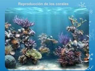 Reproducción de los corales
 