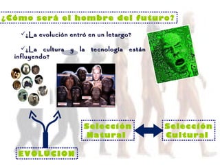¿La evolución entró en un letargo? ¿La cultura y la tecnología están influyendo? ¿Cómo será el hombre del futuro? EVOLUCION Selección Natural  Selección Cultural  