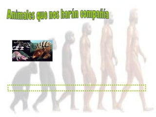 Animales que nos harán compañía 