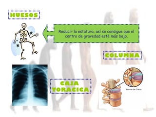 HUESOS Reducir la estatura, así se consigue que el centro de gravedad esté más bajo. COLUMNA CAJA  TORACICA 