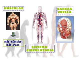 MUSCULOS Más músculos,  más grasa. SISTEMA  CIRCULATORIO CABEZA CUELLO 