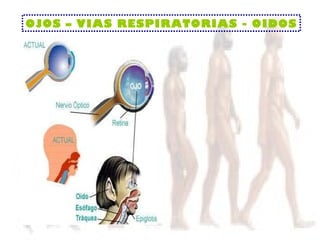 OJOS – VIAS RESPIRATORIAS - OIDOS 