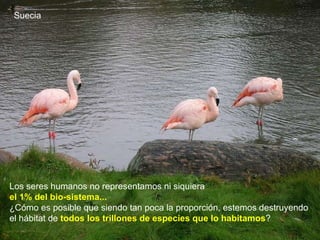 Los seres humanos no representamos ni siquiera  el 1% del bio-sistema...   ¿Cómo es posible que siendo tan poca la proporción, estemos destruyendo el hábitat de  todos los trillones de especies que lo habitamos ?   Suecia 