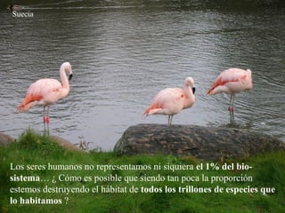 Los seres humanos no representamos ni siquiera el 1% del bio-
sistema… ¿ Cómo es posible que siendo tan poca la proporción
estemos destruyendo el hábitat de todos los trillones de especies que
lo habitamos ?
Suecia
 