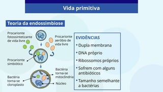 Vida primitiva
Teoria da endossimbiose
Procarionte
aeróbio de
vida livre
Procarionte
fotossintetizante
de vida livre
Procarionte
simbiótico
Bactéria
torna-se
cloroplasto
Bactéria
torna-se
mitocôndria
Núcleo
EVIDÊNCIAS
•Dupla membrana
•DNA próprio
•Ribossomos próprios
•Sofrem com alguns
antibióticos
•Tamanho semelhante
a bactérias
 