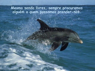Mesmo sendo livres, sempre procuramos alguém a quem possamos prender-nos. . 