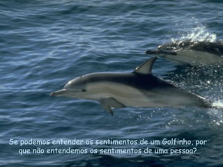 Se podemos entender os sentimentos de um Golfinho, por que não entendemos os sentimentos de uma pessoa? . 