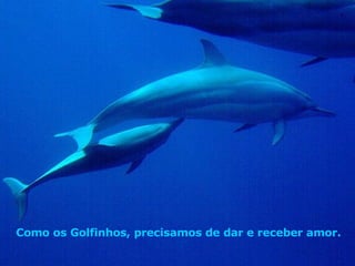 Como os Golfinhos, precisamos de dar e receber amor. . 