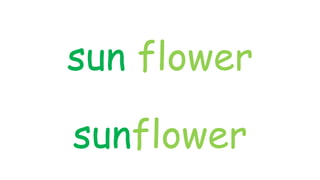 sun flower
sunflower
 