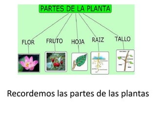 Recordemos las partes de las plantas