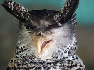 frutos da inovação