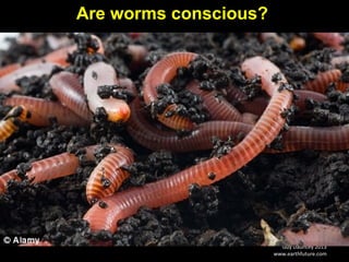 Guy Dauncey 2013
www.earthfuture.com
Are worms conscious?
 