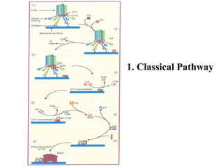 1. Classical Pathway
 