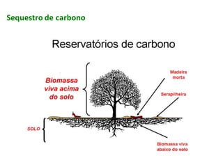 Sequestro de carbono
 