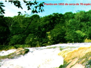 Plantio em 1955 de cerca de 70 espéci
 